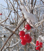 Birds love berries, and bushes such as this viburnam will rpovide nutrition when we forget to top up the birdfeeder